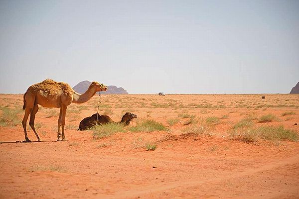 Take our camel tour to really experience the desert feeling!