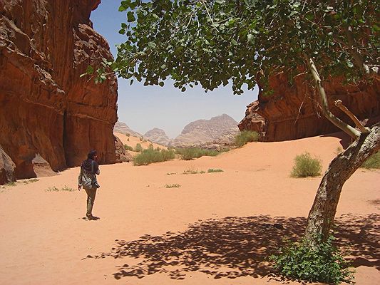 Explore the remote and serene canyons in the Wadi Rum